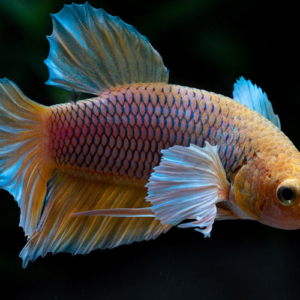 Betta Hembra Splendens