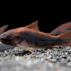 Corydora Black Venezuela