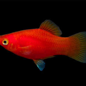 Peces Platy para acuario